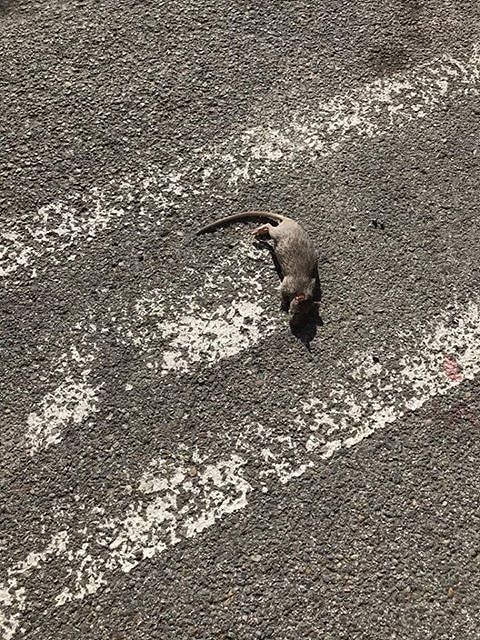 Quartu, i topi scorrazzano a scuola, rivolta delle mamme: “Dopo il trasferimento, gli ospiti sono i ratti”