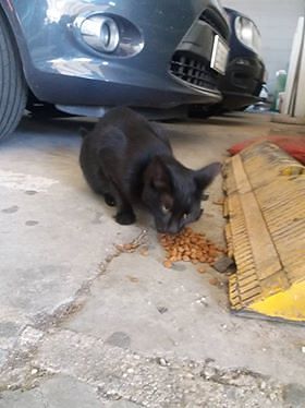 Cagliari, “da giorni una gattina vaga disperata nei parcheggi dell’aeroporto: chi la riconosce?”