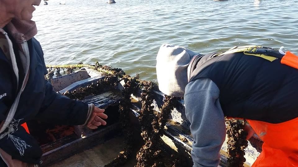 Santa Gilla, l’enorme “distesa di morte” di cozze e arselle. Pescatori in lacrime: “Siamo rovinati”