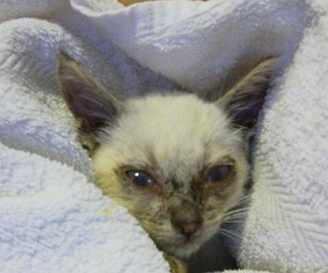 “Denutriti e affamati, muoiono come mosche: aiutiamo i gattini delle terme di Sardara”