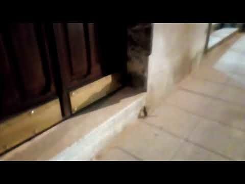 Cagliari, topo spaventa i passanti in via Manzoni
