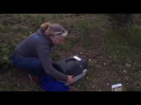 Oristano: curata dai veterinari, la volpina torna in libertà