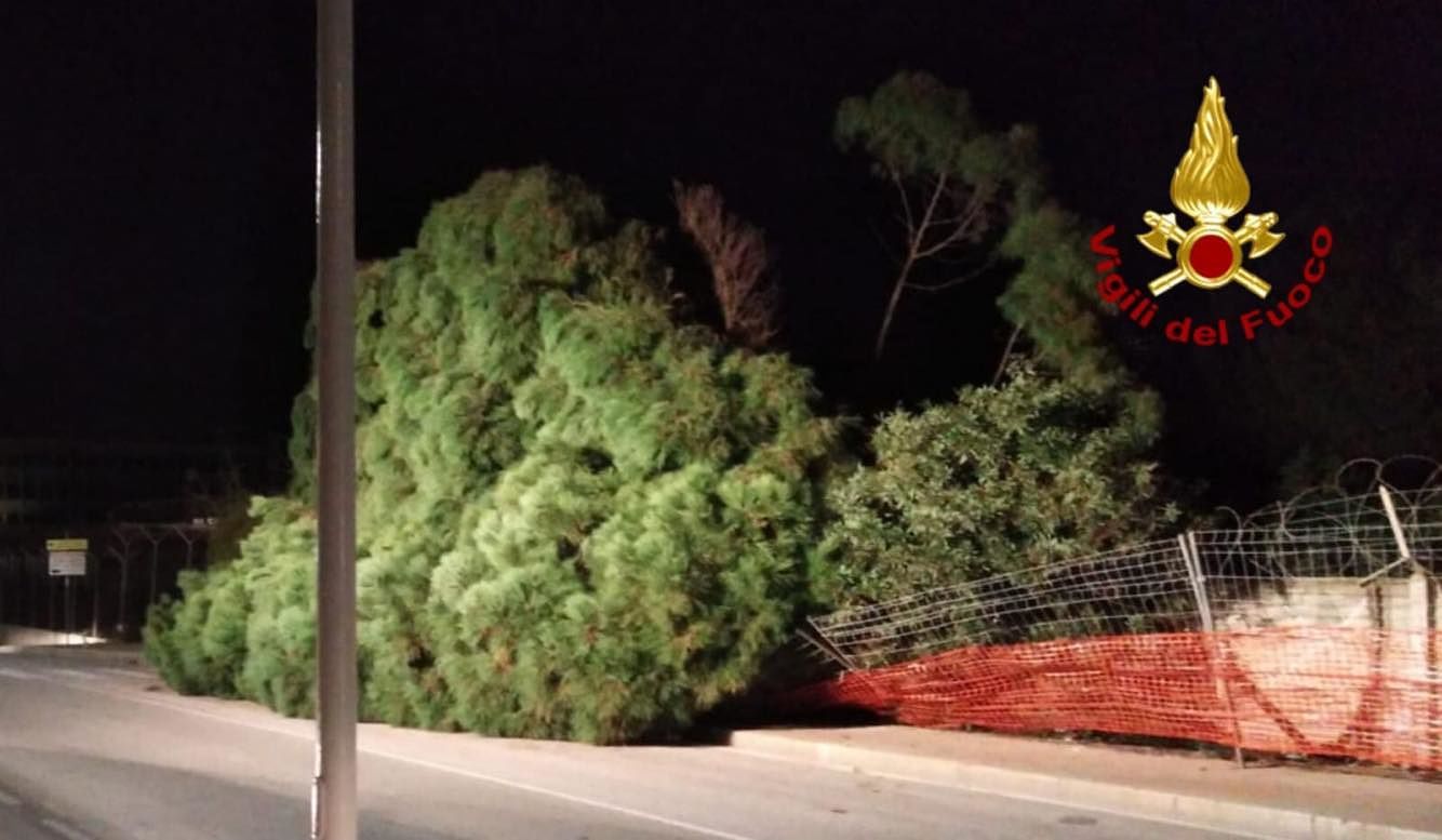 Cagliari, grosso albero secolare cade sulla strada in via Simeto