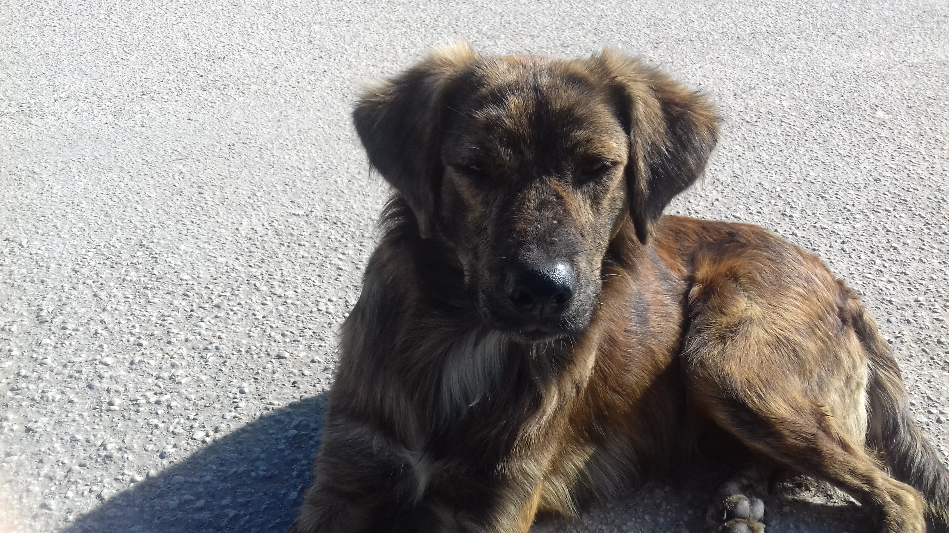 “Quattro cagnetti salvati sulla 554, grazie alla Polizia Municipale e al Canile Dog Hotel”