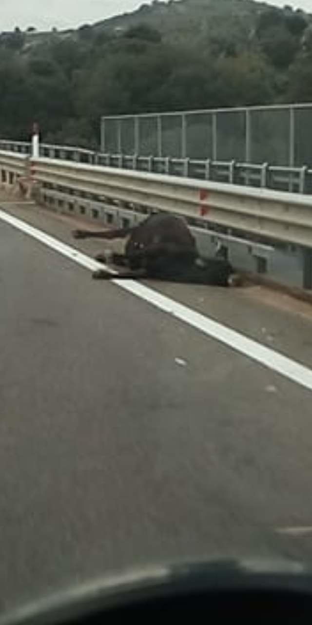 Animali vaganti per le strade dell’Isola: “E’ ora di metterle in sicurezza”