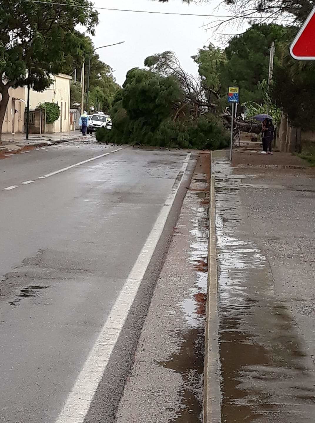 Tragedia sfiorata a San Giovanni Suergiu, albero si schianta sulla statale: “Siamo state fortunate..”