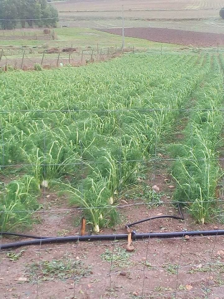 Serrenti, terreni di finocchi distrutti dalla grandine: erano pronti alla raccolta