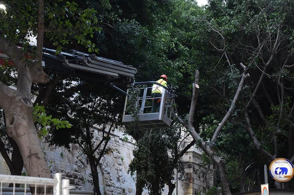 Cagliari, tagliati 3 grandi alberi in viale Regina Elena: erano a rischio crollo