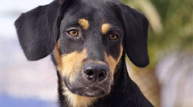 Ricerca, cani addestrati per rilevare la malaria