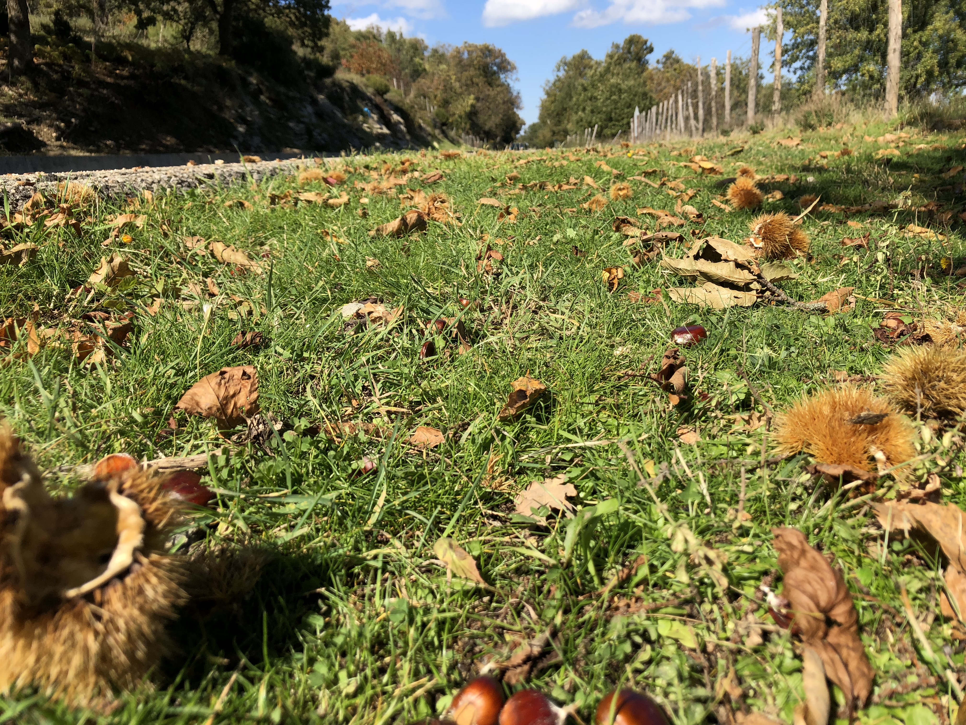 A Desulo una giornata studio sul castagno