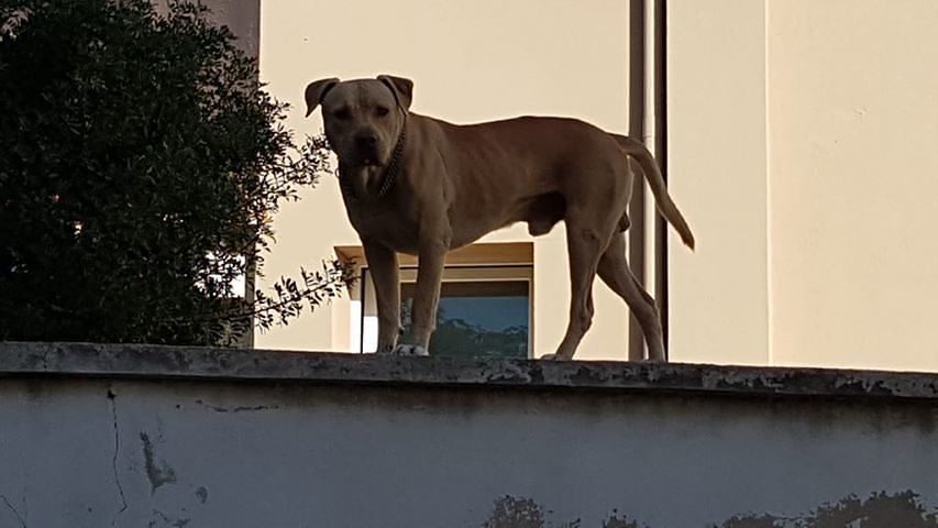 “Io, minacciato a Flumini da un pitbull in bilico sul muro della mia casa: ho paura per la mia famiglia” (VIDEO)