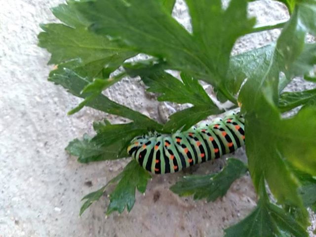 Un bruco multicolore bellissimo: la foto curiosa della nostra lettrice Lorena da Villaperuccio