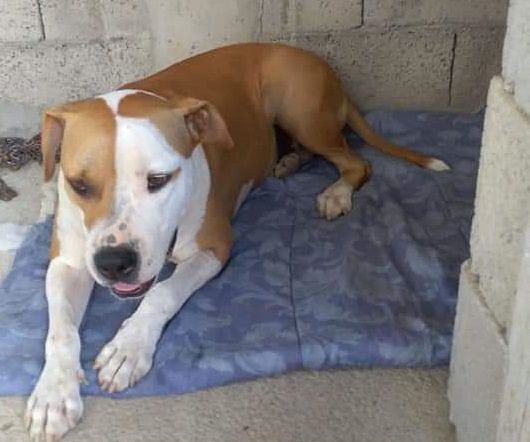 Serramanna, è scappata Tayla: “Aiutiamo il padrone a trovarla”