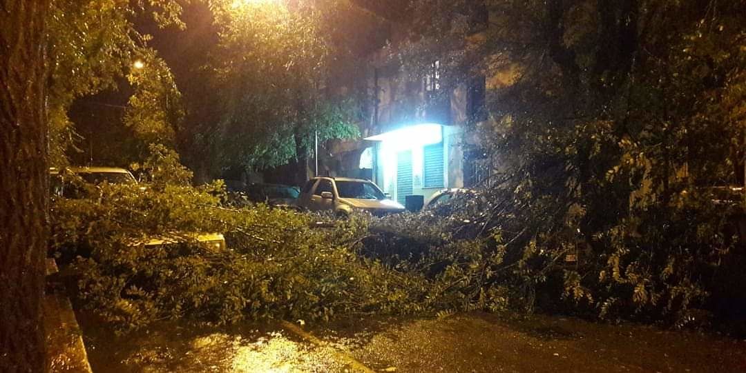 Maltempo, alberi sradicati dal vento nel Nuorese