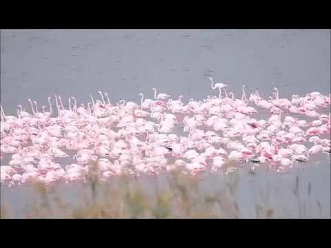 Cagliari, i fenicotteri di Molentargius cercano riparo prima del nubifragio: il bellissimo video