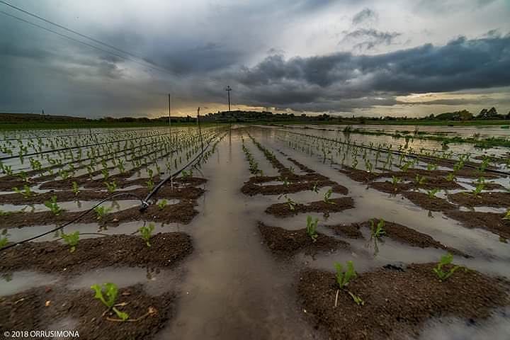 Le campagne di Sestu come risaie, devastate dalla pioggia: la disperazione in diretta degli operatori agricoli