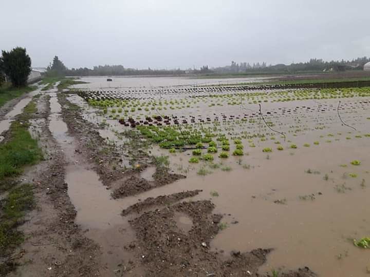 Maltempo, distrutti ettari di piantagioni a San Sperate: “Tanti sacrifici andati in fumo”