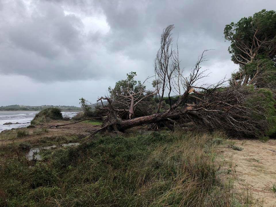 Tromba d’aria in Baronia, decine di alberi sradicati a Budoni