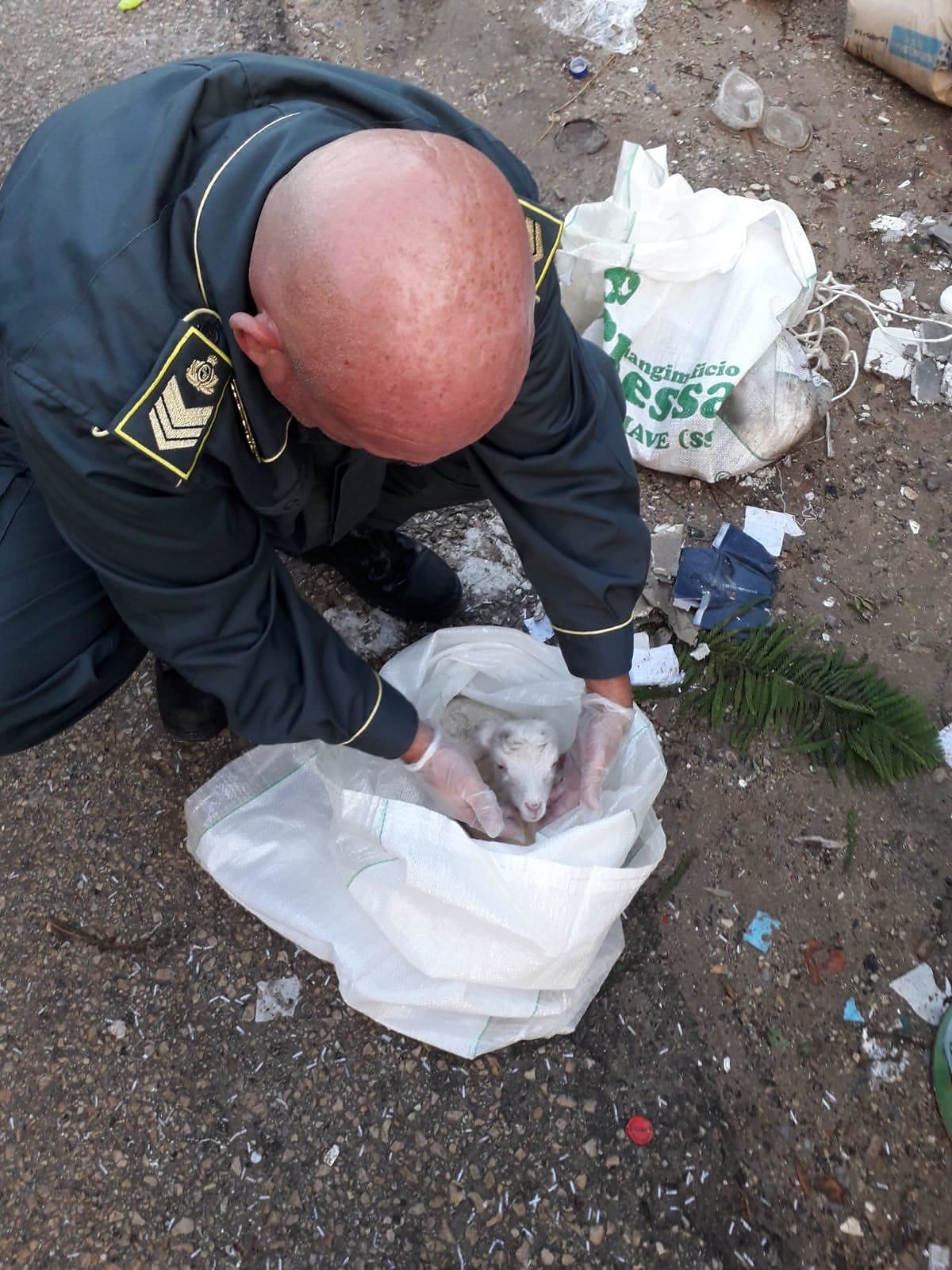 Alghero, maxi sanzioni per gli incivili. E gli Agenti trovano tra i rifiuti un agnello vivo