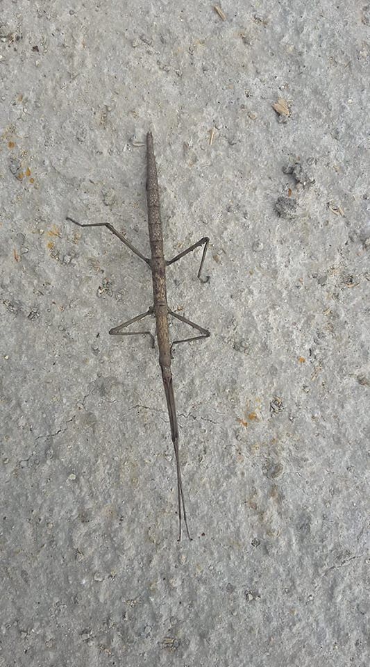 L’insetto stecco avvistato a Terra Mala e a Capitana: il suo vero nome è Bacillius Rossius