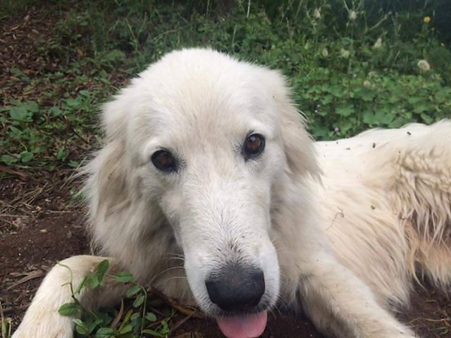 Due cagnetti di Carbonia rischiano di essere portati via dall’accalappiacani: aiutiamoli!