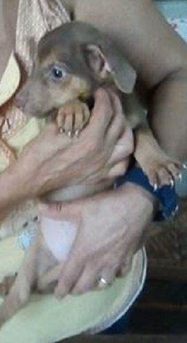Rachele smarrita a Sestu: sos per trovare la cagnolina, chi l’ha vista?