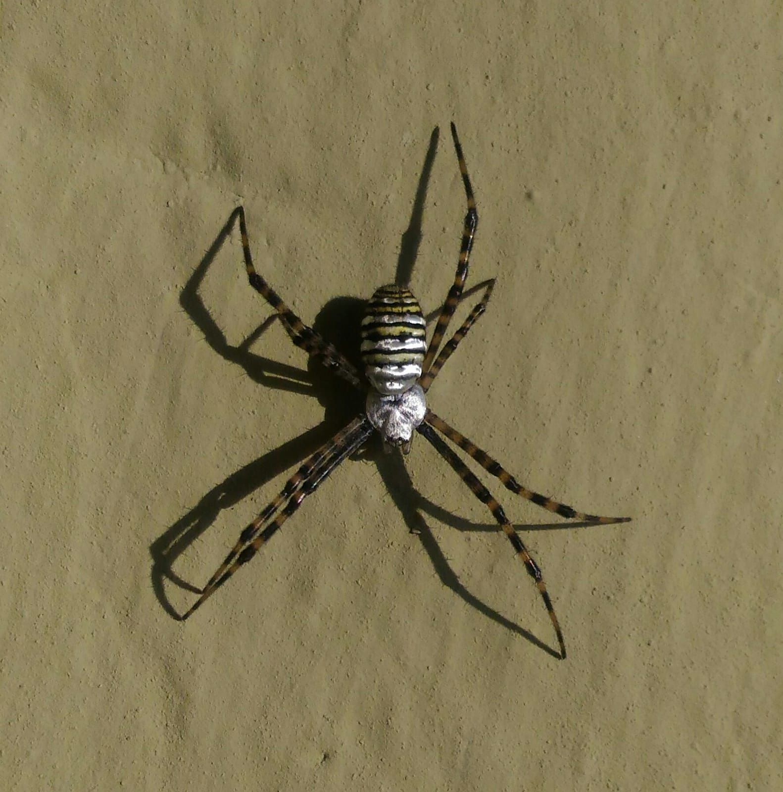 Decimomannu, incontri ravvicinati con un bellissimo esemplare di ragno vespa