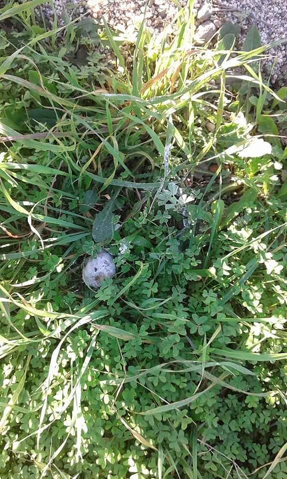 Polpette avvelenate per cani a Sestu, l’allarme corre su Fb: “Attenzione in via Mascagni”