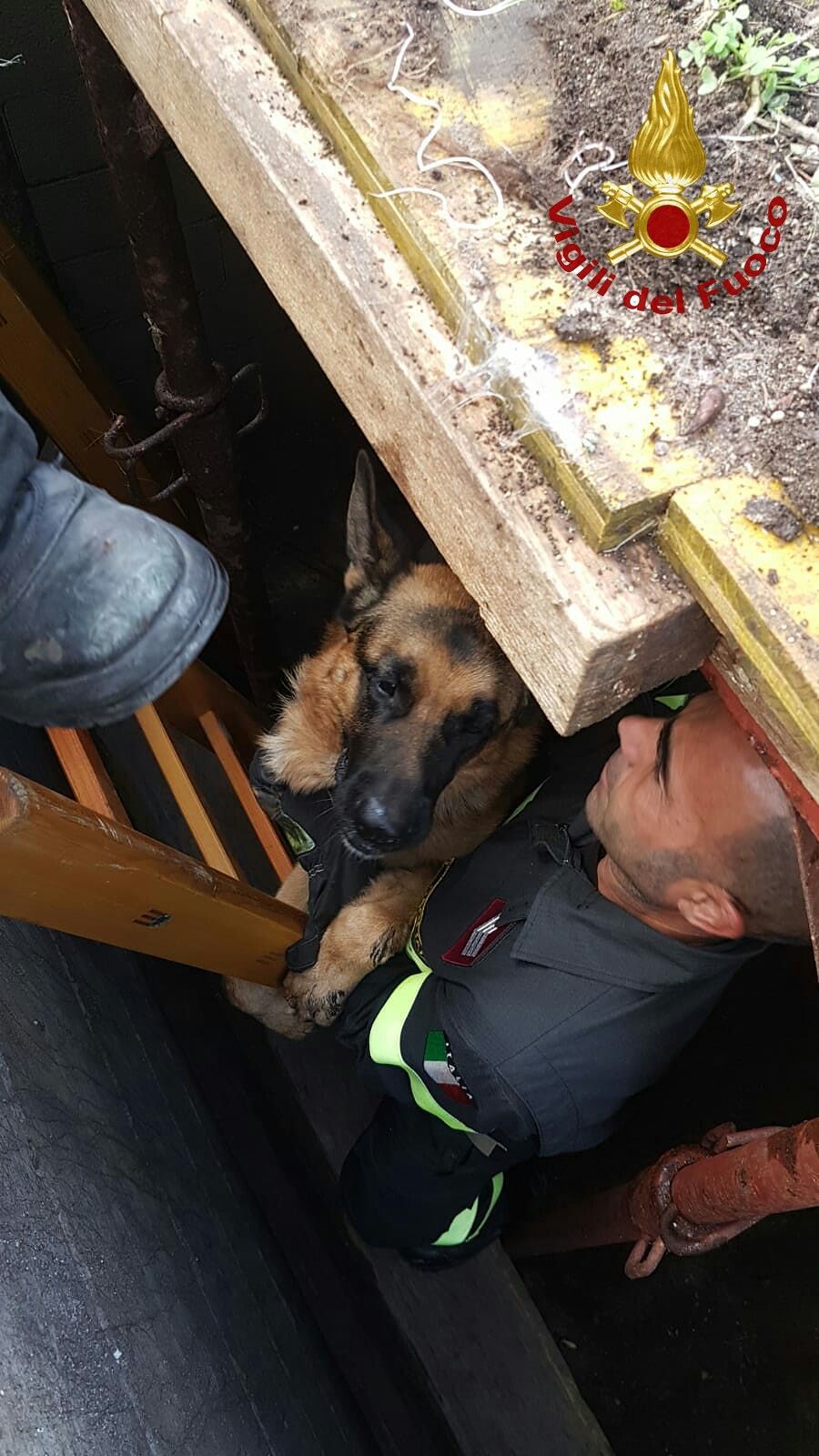 Cagliari, cane cade in un fossato alto tre metri e mezzo: salvato dai vigili del fuoco