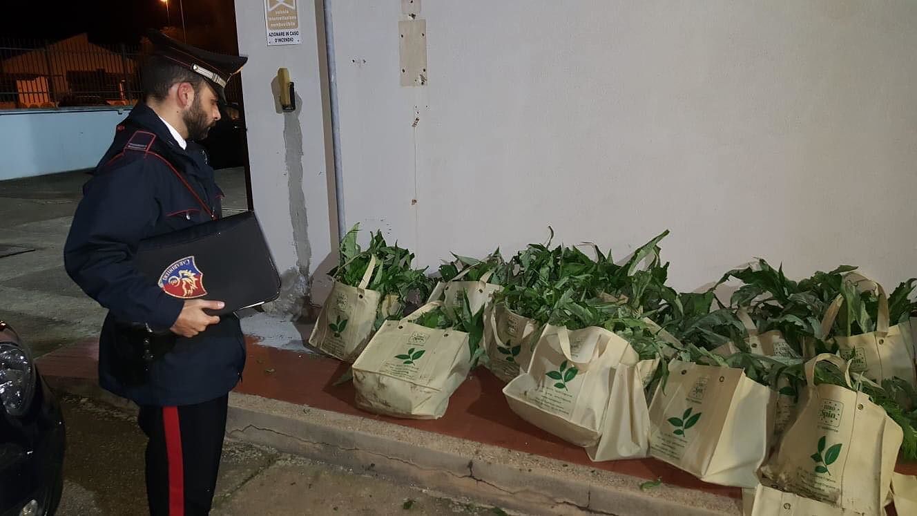 Sorpreso a rubare 1200 piante di carciofi: in manette 40enne a Serramanna
