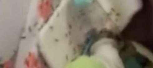 Malasanità, anziana paziente ricoperta di formiche all’ospedale: aperta un’inchiesta interna