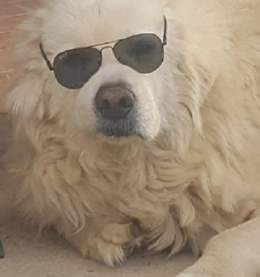 Muore la padrona sarda, dopo poche ore si spegne anche l’inseparabile cane