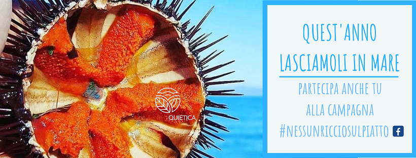 “No riccio day”, il 15 novembre un webmob per dire basta alla pesca indiscriminata dei ricci