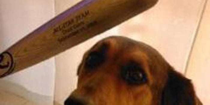 Quartu, “Bastonate quotidiane al cagnolino, piange tutti i giorni: salvatelo”