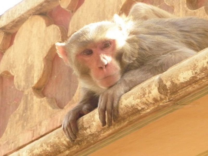 Choc in India: scimmia rapisce bimbo di 12 giorni e lo uccide