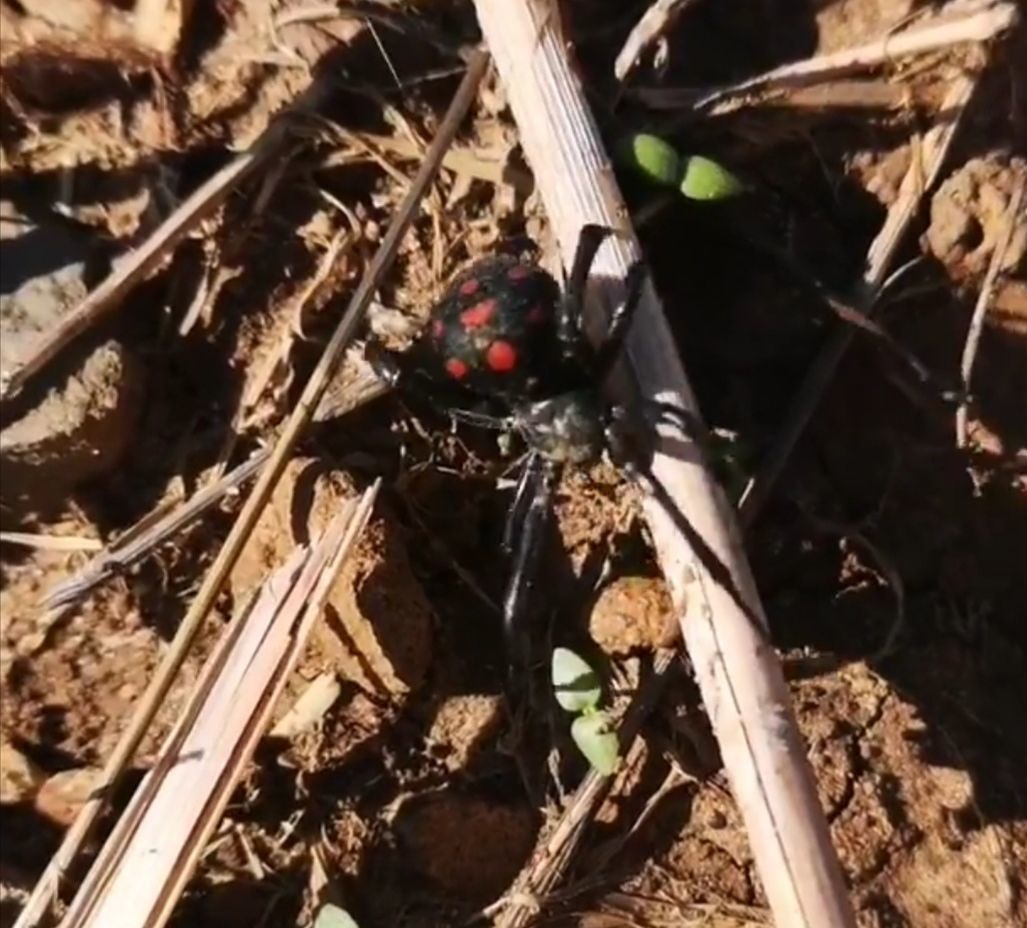 Vedova nera in Sardegna, l’incontro sorprendente sul sentiero di Capo Mannu