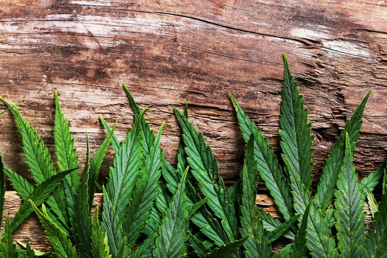 Cannabis terapeutica, dalla Francia statistiche scoraggianti