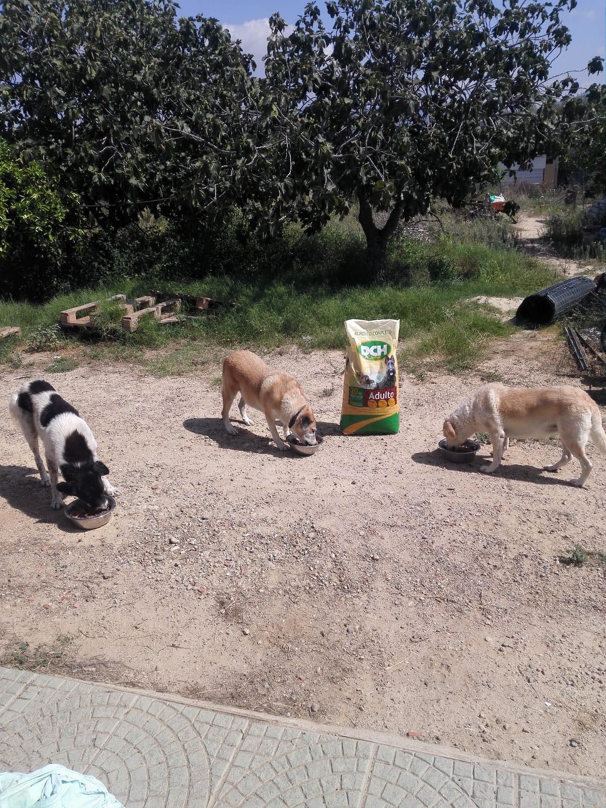 Quartucciu, il rifugio “Muovi la coda” deve trasferirsi: “Aiutateci, non vogliamo finiscano al canile”