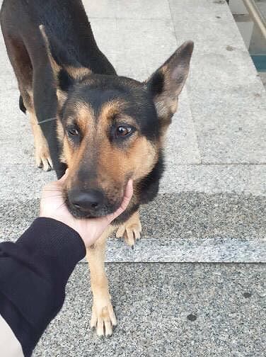 Sos a Pirri per un pastore tedesco femmina con collare nero: rischia di finire in canile, salviamola