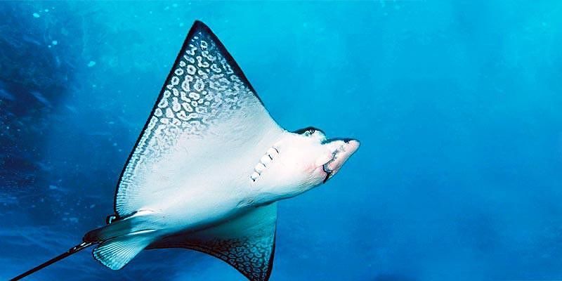 Uomo ucciso dal pungiglione di una razza mentre nuota: trafitto nel torace