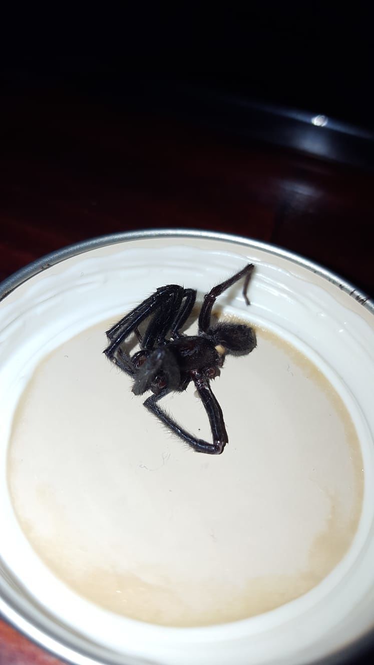 Un ragno gigante a Sanluri: “Mai visto niente del genere”