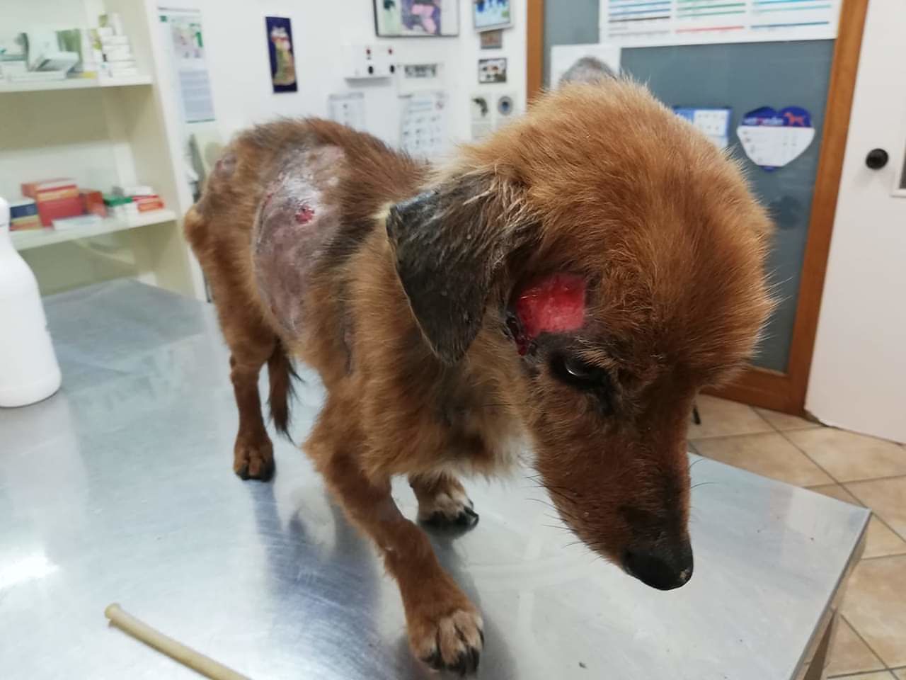 Villacidro: Leone, cagnetto abbandonato e malato commuove il web