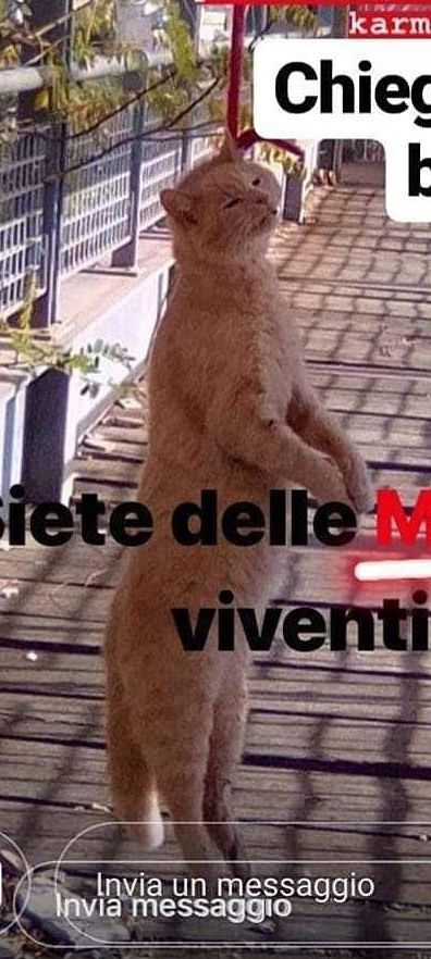 Carbonia, gatto catturato e impiccato sul ponte: orrore sui social