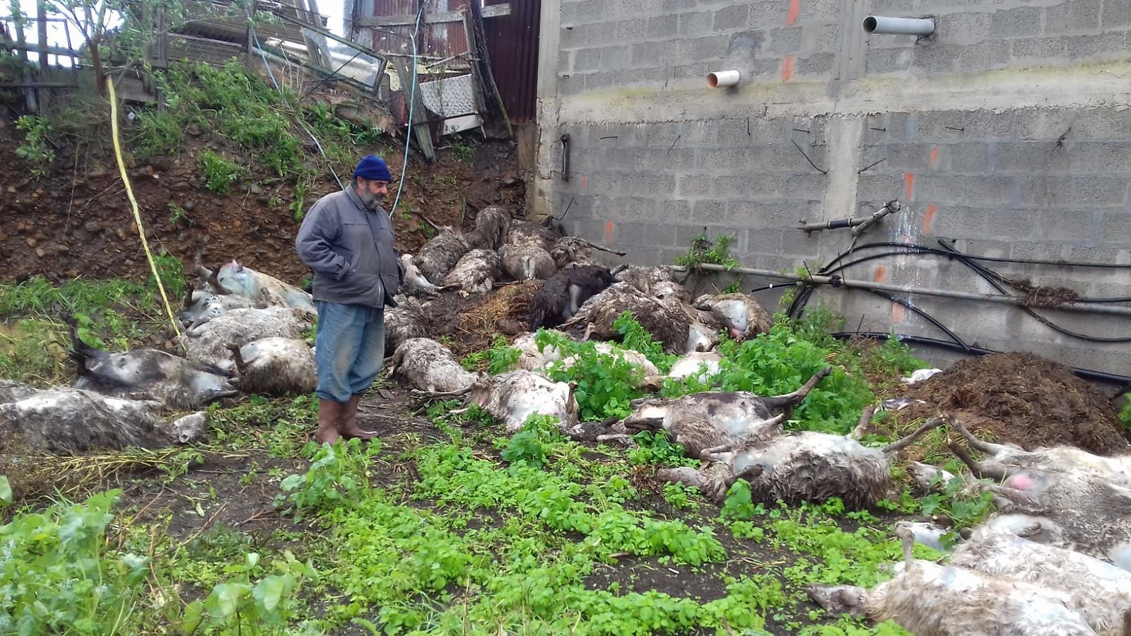 Sestu, il dramma di un pastore: “Le mie pecore sbranate e uccise dai cani randagi, aiutatemi”