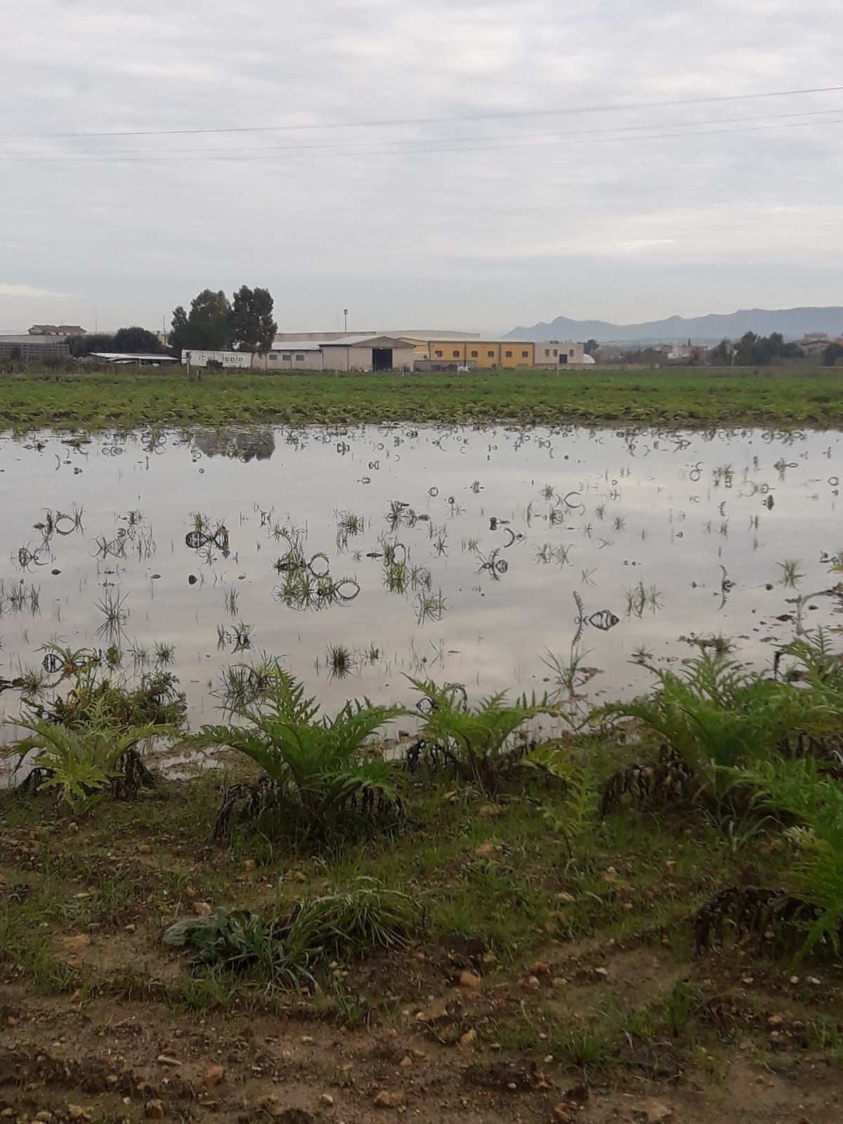 Crisi del comparto agricolo, assemblea pubblica a Samassi