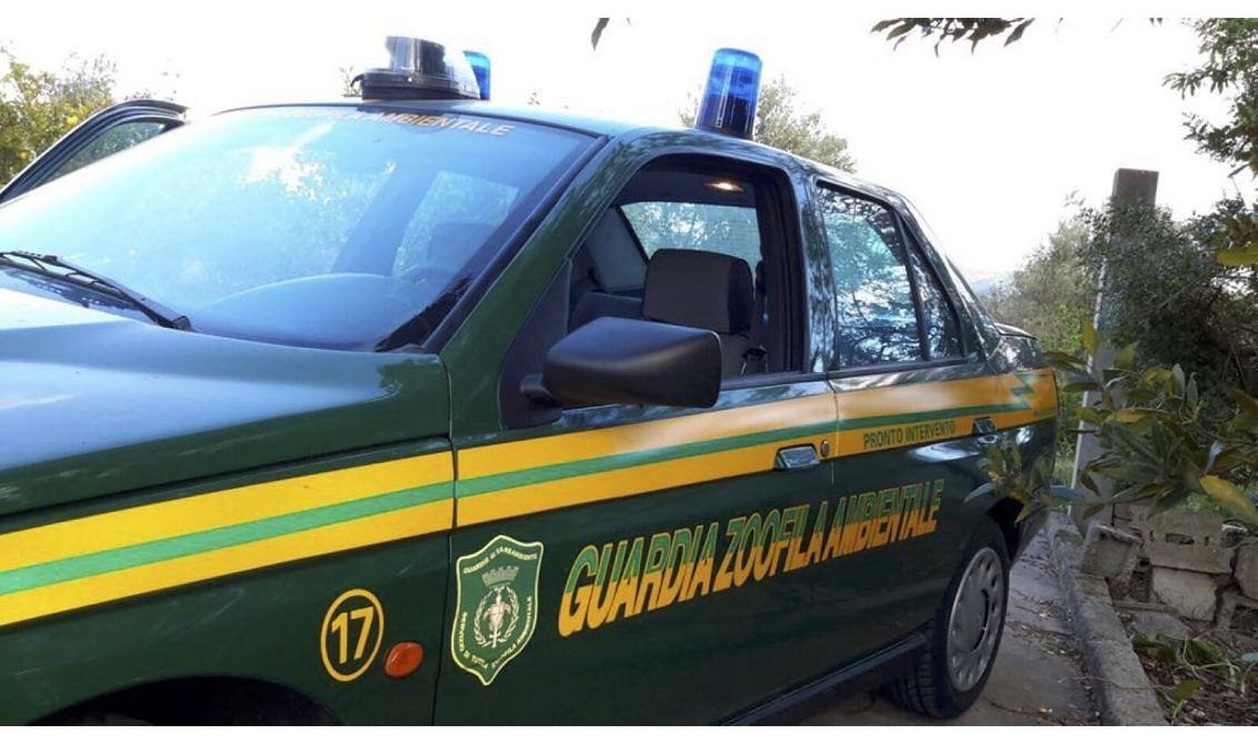 Cagliari, rinchiudono 2 cani in auto senza acqua e cibo, uno muore: denunciati un pregiudicato e due donne