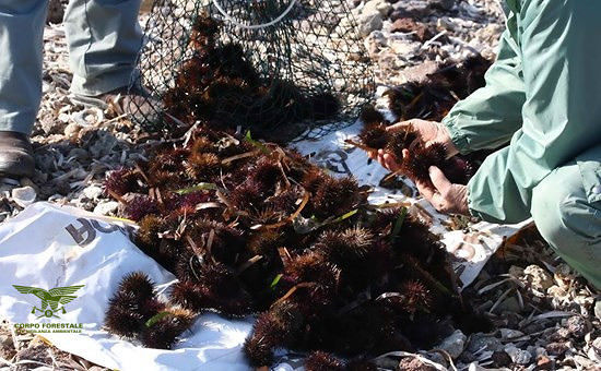 Sequestrati dalla Forestale oltre 21 mila ricci nel Cagliaritano: multe per 44mila euro