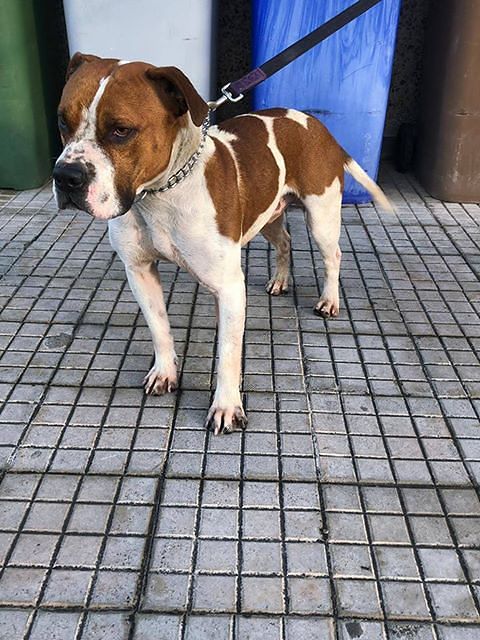 Pitbull smarrito ritrovato in strada ad Assemini, lo riconoscete?