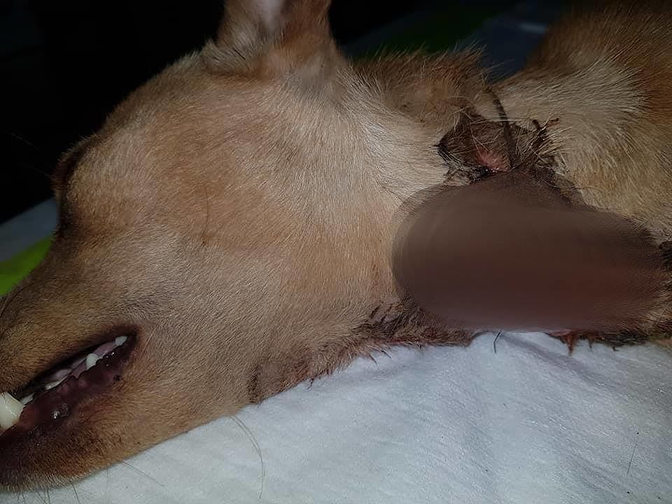 Orrore a Capoterra, cagnetta intrappolata da giorni in un laccio di un bracconiere