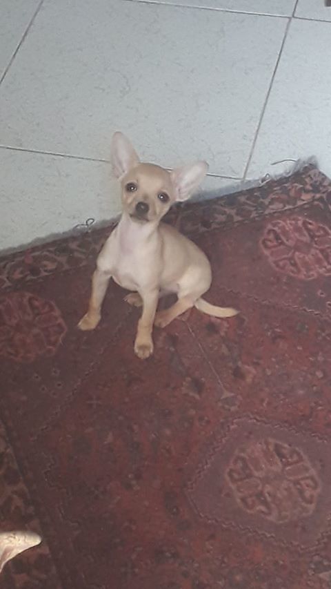 Il dolcissimo Pluto smarrito a Maracalagonis: SOS per ritrovarlo